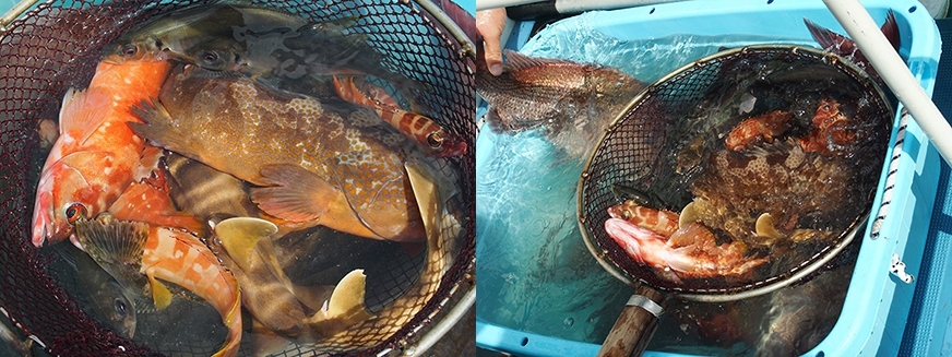 いつも新鮮な魚介類を提供してくれる篠島の山千さん♪♪