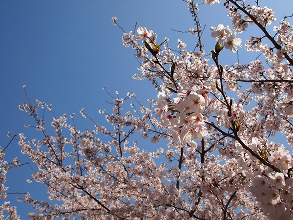 地元、木曽岬町の桜並木♪