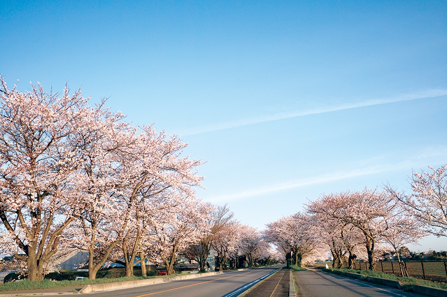 地元、木曽岬町の桜並木♪